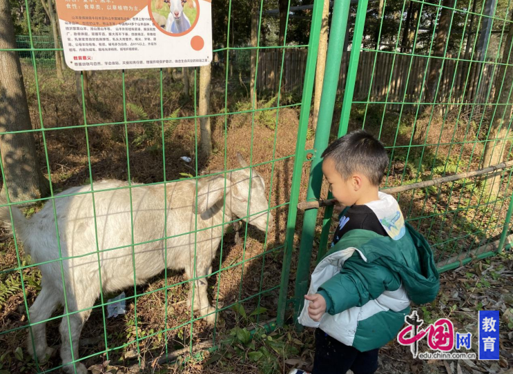 让亲情升温于大自然的舞台 弘德苑森林幼儿园举行这买球的app场“游戏节”(图3)